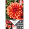 Dahlia nain double Clémenvilla orange Ernest Turc - 1 bulbe