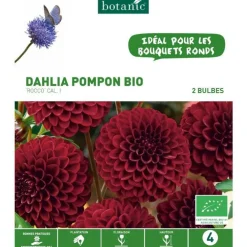 Dahlia pompon Rocco bio violet botanic® - 2 bulbes