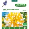 Dahlia Pompon Seattle bio jaune blanc botanic® - 2 bulbes