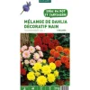 Dahlias nains multicolores en mélange botanic® - 5 tubercules