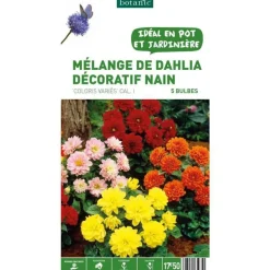 Dahlias nains multicolores en mélange botanic® - 5 tubercules