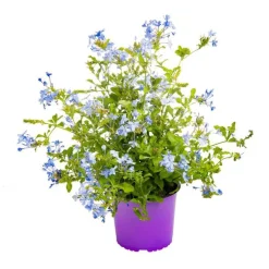 Dentelaire du Cap ou Plumbago bleu. Le pot de 3 litres