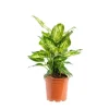 Dieffenbachia Crown pot Ø24xH80 cm