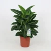 Dieffenbachia Green Magic pot Ø27xH90 cm