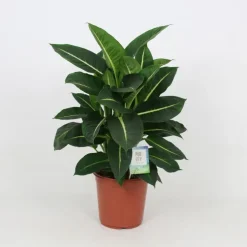 Dieffenbachia Green Magic pot Ø27xH90 cm