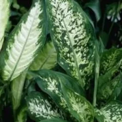 Dieffenbachia Tropic Snow pot Ø19xH75 cm