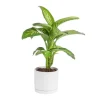 Dieffenbachia Tropic vert en pot blanc émaillé botanic®. Le pot Ø 30 cm