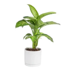 Dieffenbachia Tropic vert en pot blanc émaillé botanic®. Le pot Ø 30 cm