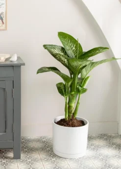 Dieffenbachia Tropic vert en pot blanc émaillé botanic®. Le pot Ø 30 cm