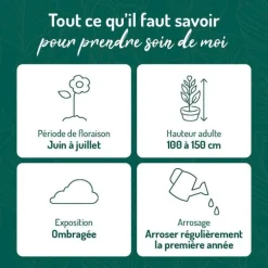 Digitale - Le pot de 9 x 9 cm