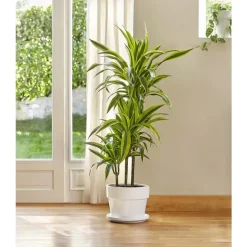 Dracaean lemon lime. Le pot de 26 cm