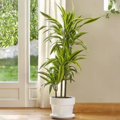 Dracaean lemon lime. Le pot de 26 cm