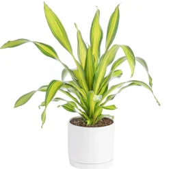 Dracaena Charley jaune en pot blanc émaillé botanic®. Le pot Ø 30 cm