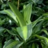 Dracaena Fragrans Massangeana 3 PP pot Ø24xH135 cm