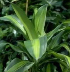 Dracaena Fragrans Massangeana 3 PP pot Ø24xH135 cm