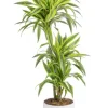 Dracaena Lemon lime 3 pieds vert en pot blanc émaillé botanic®. Le pot Ø 24 cm