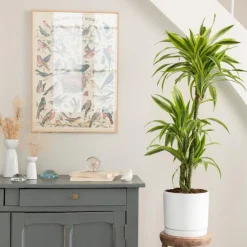 Dracaena Lemon lime 3 pieds vert en pot blanc émaillé botanic®. Le pot Ø 24 cm