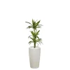 Dracaena lemon lime 3 tiges et son pot Rondo premium Ø 32 blanc
