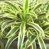 Dracaena Lemon Lime en pot H 110 x Ø 20 cm