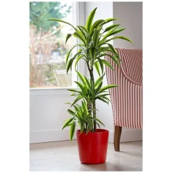 Dracaena Lemon Line 3P