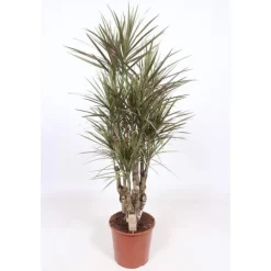 Dracaena Marginata