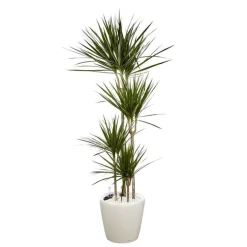 Dracaena marginata 4 tiges et son pot Classico premium Ø 35 blanc