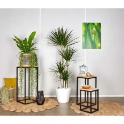 Dracaena marginata 4 tiges et son pot Classico premium Ø 35 blanc