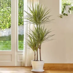 Dracaena marginata bicolor. Le pot de 26 cm