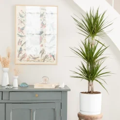 Dracaena marginata 'Bicolor' 3 pieds vert en pot blanc émaillé botanic®. Le pot Ø 24 cm