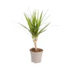 Dracaena Marginata pot Ø11xH40 cm