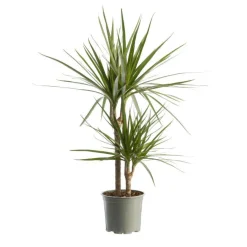 Dracaena marginata vert avec 2 tiges en pot - 60 à 70cm de hauteur
