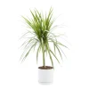 Dracaena marginata vert en pot blanc émaillé botanic®. Le pot Ø 15 cm