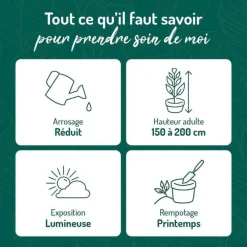 Dracaena marginata vert en pot blanc émaillé botanic®. Le pot Ø 15 cm