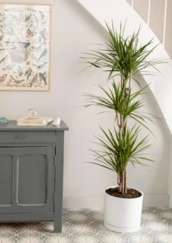 Dracaena marginata vert en pot blanc émaillé botanic®. Le pot Ø 30 cm