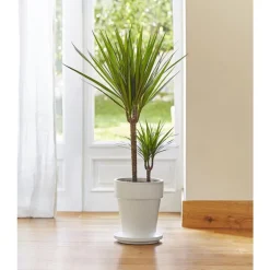 Dracaena marginata vert. Le pot de 21 cm
