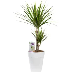 Dracaena marginata vert. Le pot de 21 cm