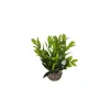 Dracaena vert en plastique 13 cm