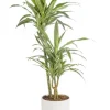 Dracaena Warneckei 3 pieds vert en pot blanc émaillé botanic®. Le pot Ø 24 cm