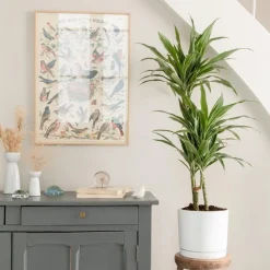 Dracaena Warneckei 3 pieds vert en pot blanc émaillé botanic®. Le pot Ø 24 cm