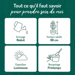 Dracaena Warneckei 3 pieds vert en pot blanc émaillé botanic®. Le pot Ø 24 cm