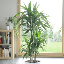 Dracaena warneckei. Le pot de 26 cm