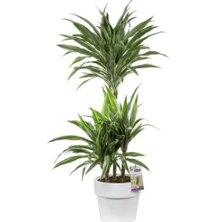 Dracaena warneckei. Le pot de 26 cm