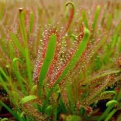 Drosera Capensis