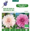 Duo de Dahlia décoratif bio café au lait/Lavender perfection rose et blanc botanic® - 2 bulbes