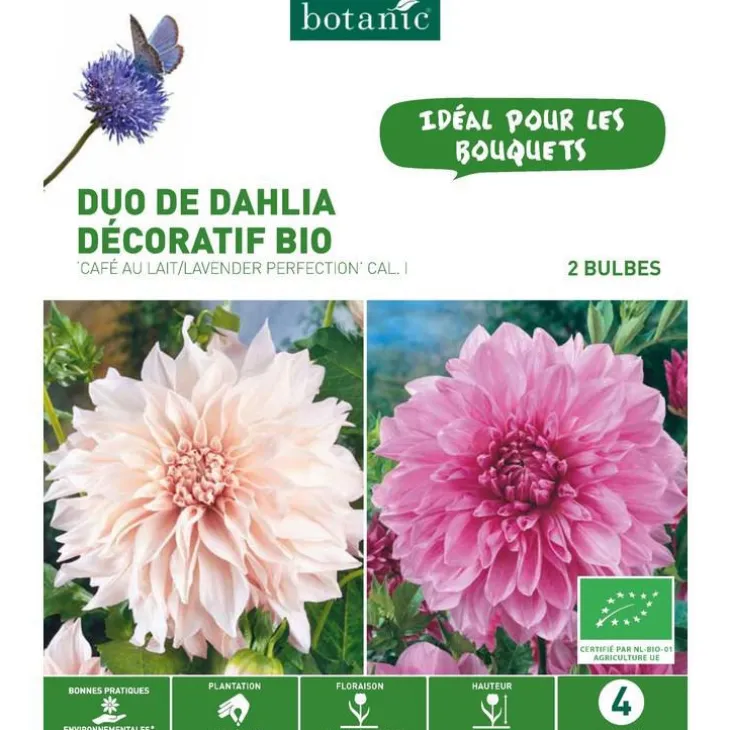 Duo de Dahlia décoratif bio café au lait/Lavender perfection rose et blanc botanic® - 2 bulbes