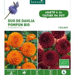 Duo de Dahlia Pompon bio Sylvia/Rocco orange/violet botanic® - 2 bulbes