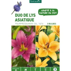 Duo de Lys Asiatique Pourpre/Saumon violet/orange botanic® - 3 bulbes