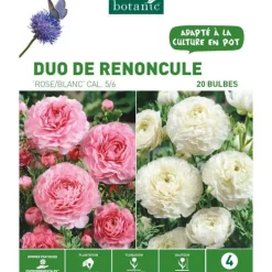 Duo Renoncule rose/blanc botanic® - 20 bulbes