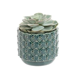 Echeveria + cache-pot céramique, Ø12 cm