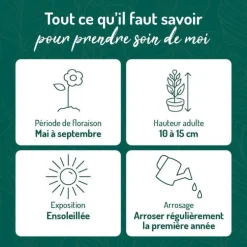 Edelweiss - Le pot de 9 x 9 cm